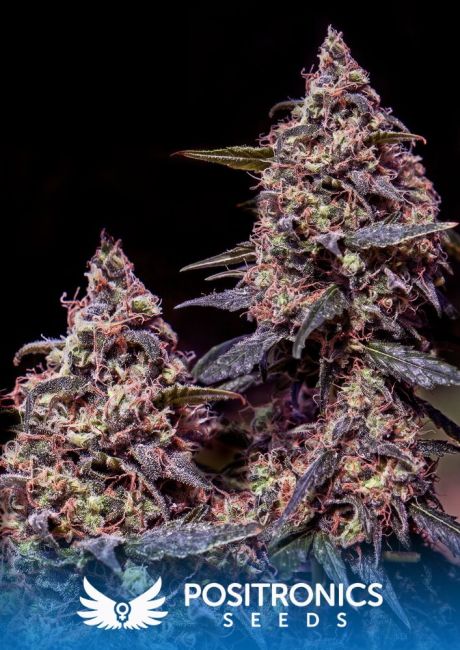 Positronic Seeds Somango #47 Feminised Seeds