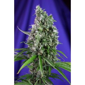 Sweet Seeds Sweet Trainwreck Auto Feminised Seeds