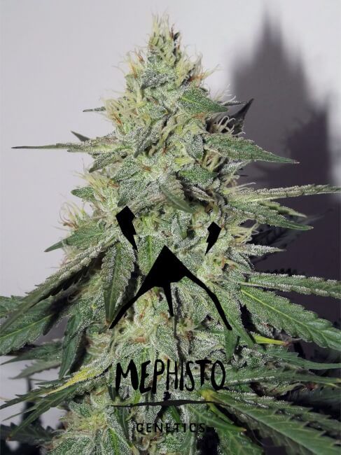 Mephisto Genetics Chemdogging Auto Feminised Seeds