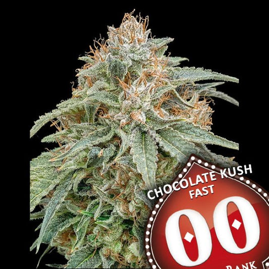 00 Seeds Chocolate Kush FAST Feminised Seeds