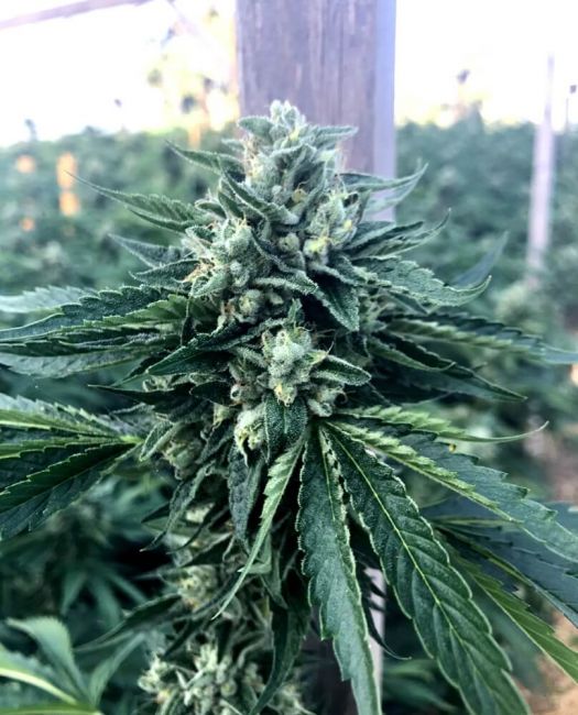 Humboldt Seed Org. Cinnamon Buddha OG Feminised Seeds