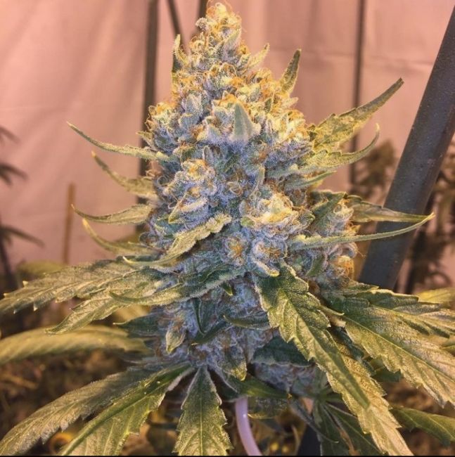 Grand Daddy Genetics Cocoa OG Regular Seeds