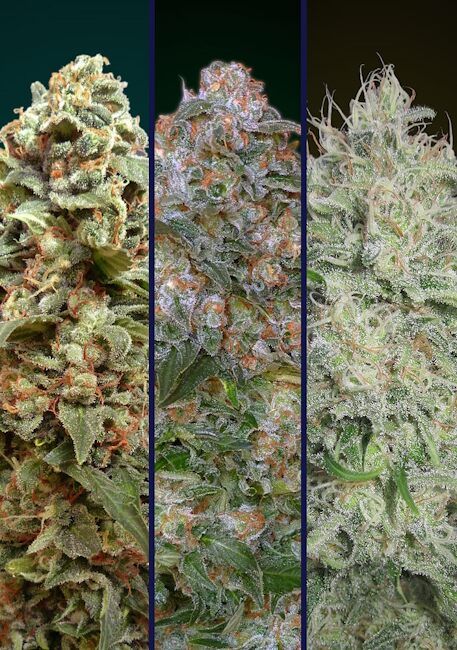 Advanced Seeds Collection #10 Feminised Seeds