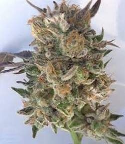 Grand Daddy Genetics Coogies Regular Seeds