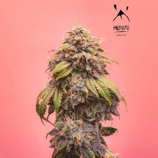 Mephisto Genetics Creme de la Chem Auto Feminised Seeds