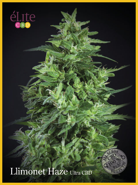 Elite Seeds Llimonet Haze Ultra CBD Feminised Seeds