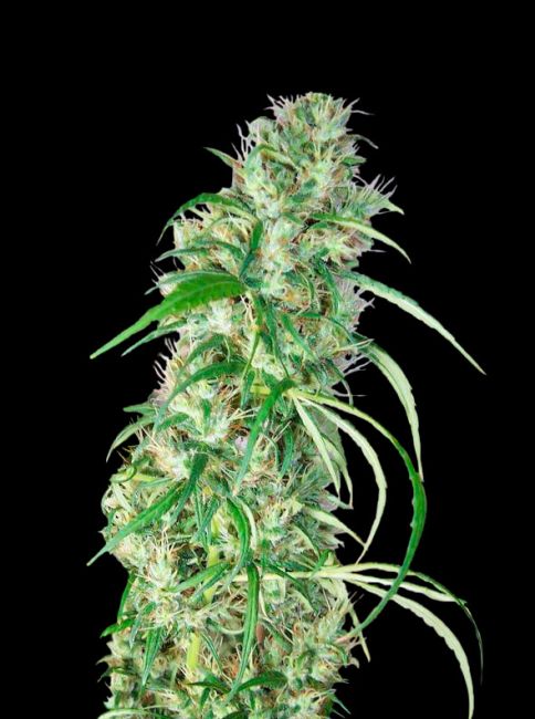 Ace Seeds Ethiopia x Malawi Regular Seeds