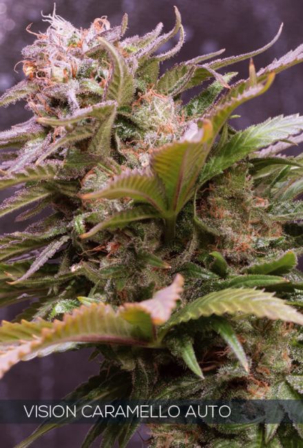 Vision Seeds Vision Caramello Auto Feminised Seeds