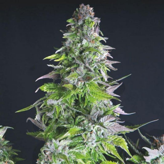 Pyramid Seeds Romulan Feminised Seeds - 3+1 FREE SEED