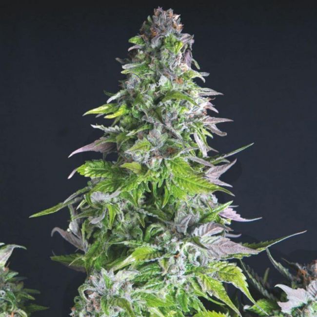 Pyramid Seeds Romulan Feminised Seeds - 5+2 FREE SEEDS