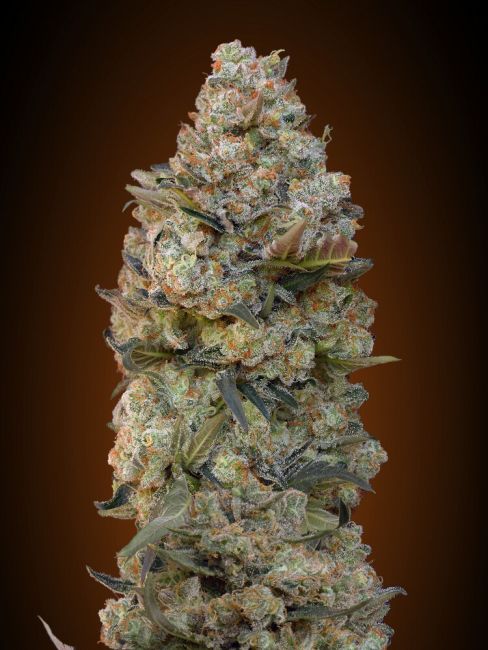 00 Seeds Chocolate Skunk Feminised Seeds