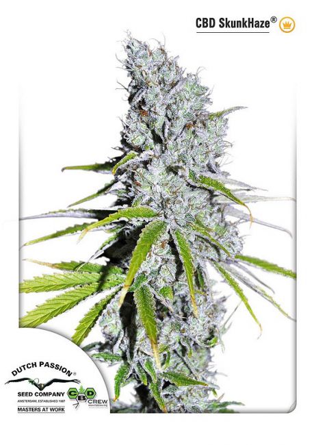 Dutch Passion Skunk Haze CBD Feminised Seeds