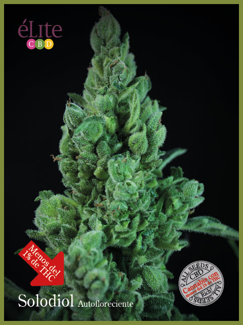 Elite Seeds Solodiol CBD Auto Feminised Seeds