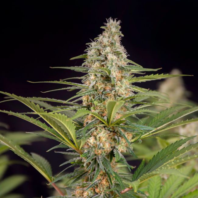 Doctor's Choice Cali Crasher Feminised Seeds