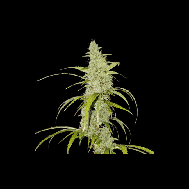 Super Sativa Seed Club Creeper Auto Feminised Seeds