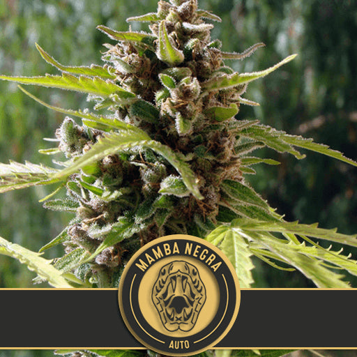 Blimburn Seeds Mamba Negra Auto Feminised Seeds