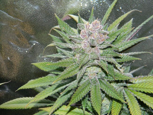 Female Seeds Blueberry Cheesecake Feminised Seeds