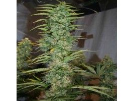 Ace Seeds Orient Express Regular Seeds