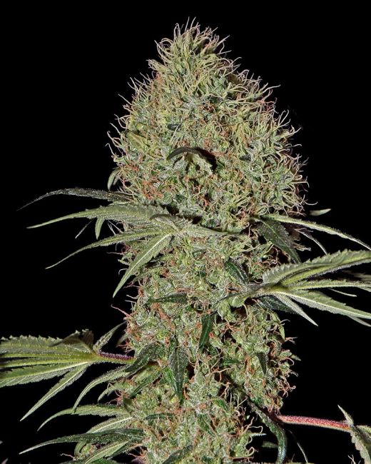 Greenhouse Seed Co. Super Bud Auto Feminised Seeds