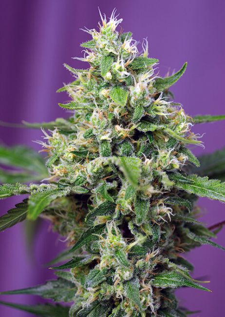 Sweet Seeds Sweet Amnesia Haze XL Auto Feminised Seeds