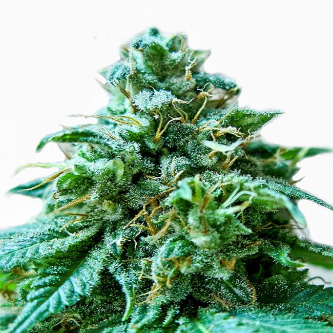 Heavyweight Seeds Superb OG Feminised Seeds