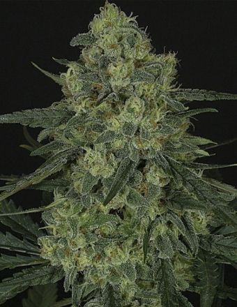 Ripper Seeds Criminal Feminised Seeds