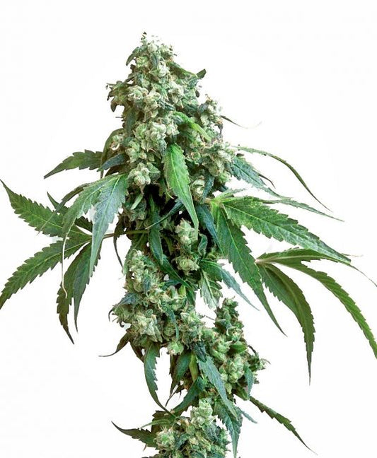 Sensi Seeds Jack Flash #5 Feminised Seeds