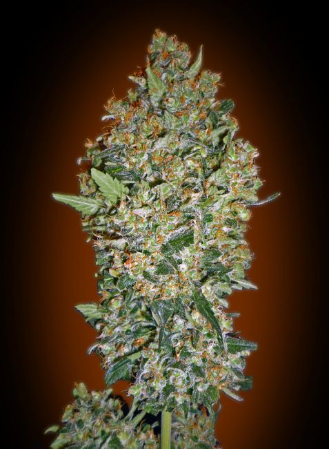 00 Seeds Cheese Berry Feminised Seeds