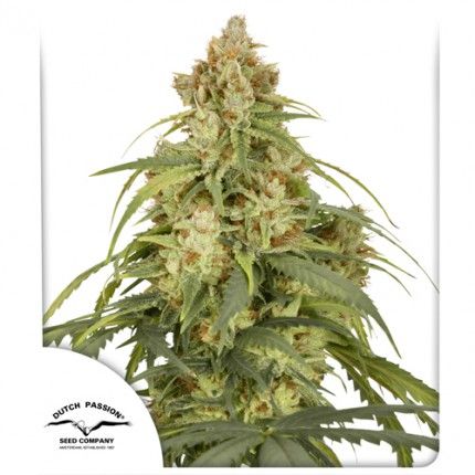 Dutch Passion CBD-Victory Auto Feminised Seeds