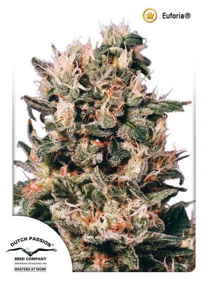 Dutch Passion Euforia Regular Seeds