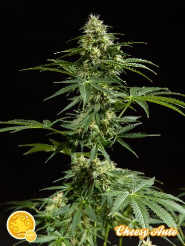 Philosopher Seeds Cheesy Auto Feminised Seeds