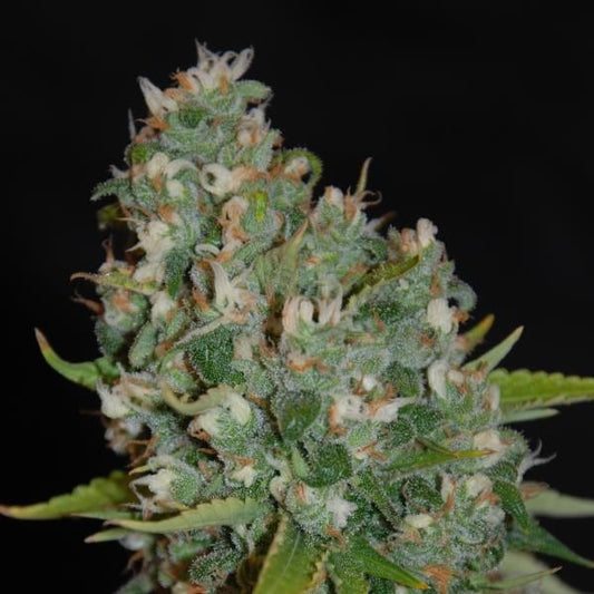 G13 Labs OG13 Feminised Seeds