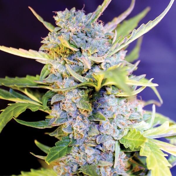 G13 Labs Fro-Yo Auto Feminised Seeds