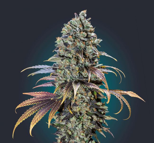 00 Seeds Chocolate Cream Feminised Seeds