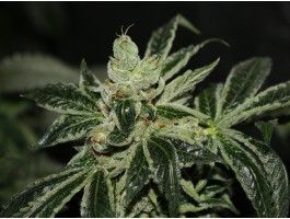 T.H. Seeds Dark Star Feminised Seeds - 10+