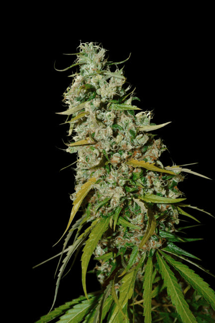 Super Sativa Seed Club Kees' Old School Haze Regular Seeds