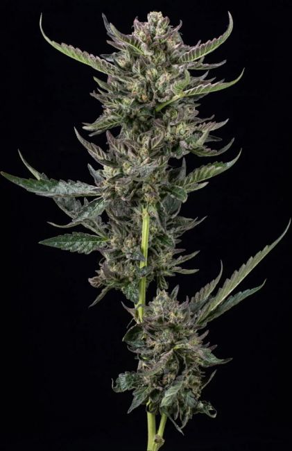 Humboldt Seed Co. Notorious THC Feminised Seeds