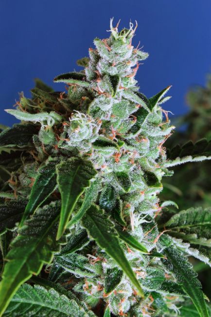 Exotic Seed Sir Jack Auto Feminised Seeds