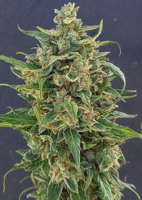 Lineage Genetics Triple XXL Auto Feminised Seeds