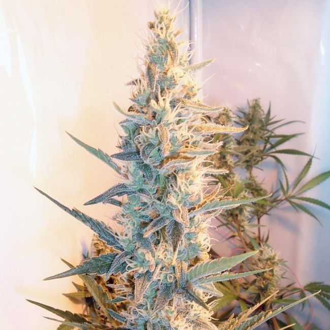 Female Seeds Outdoor Grapefruit Feminised Seeds