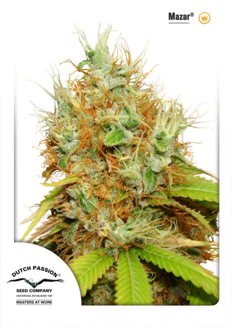 Dutch Passion Mazar Feminised Seeds