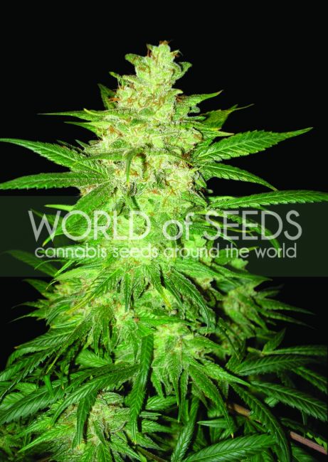 World of Seeds Colombian Gold Ryder (former Sweet Coffee Ryder) Auto Feminised Seeds