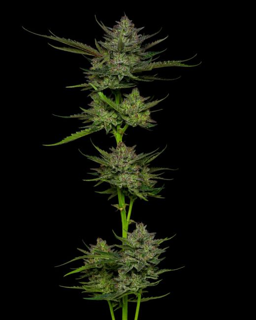 Humboldt Seed Co. Sour Apple Auto Feminised Seeds