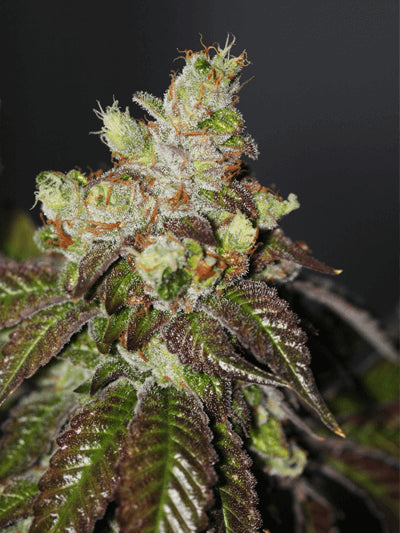 Cali Connection Island Punch Feminised Seeds