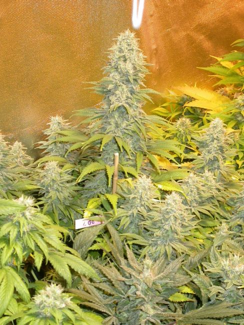 Serious Seeds Double Dutch Feminised Seeds