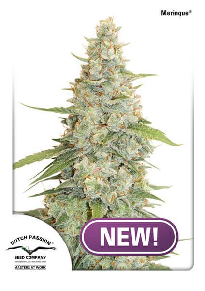 Dutch Passion Meringue Feminised Seeds