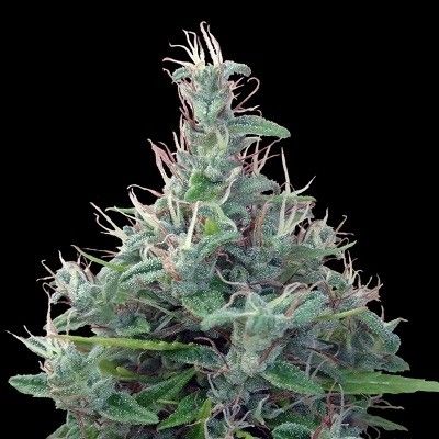 Ace Seeds Lebanese Regular Seeds