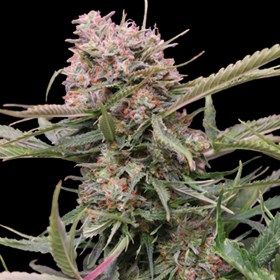 G13 Labs Gigabud Auto Feminised Seeds