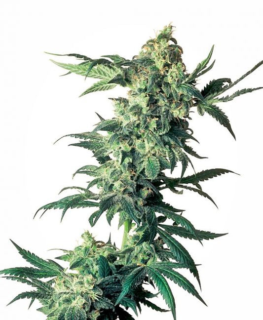 Sensi Seeds Northern Lights Regular Seeds