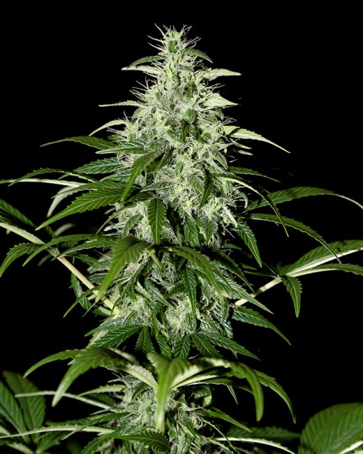 Greenhouse Seed Co. Kalashnikova AUTO Feminised Seeds